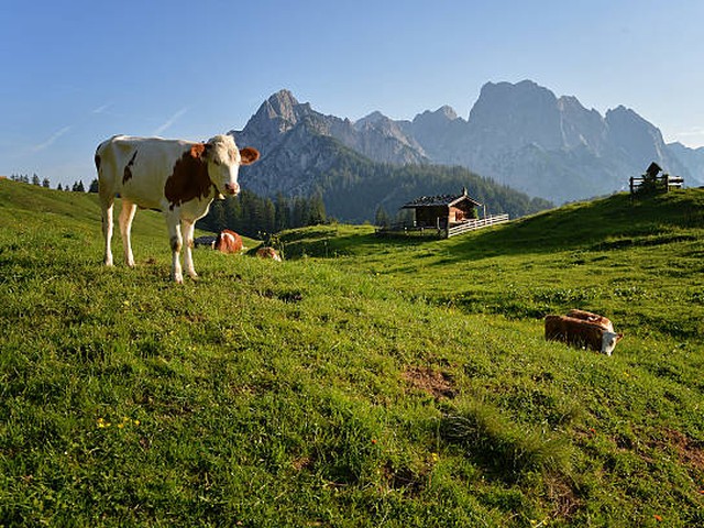 Wanderung auf die Tregler Alm (Mangfallgebirge) - VSA Family Event